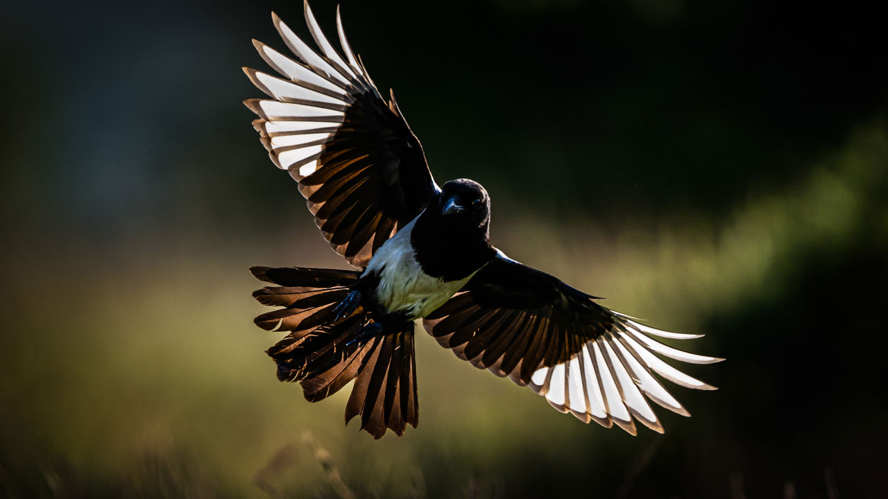Foto - Türkiye’nin hazinesi! Ormanların sessiz misafirleri 