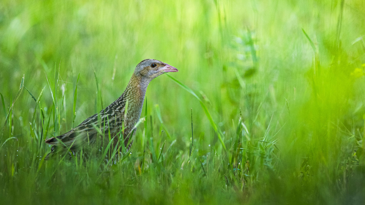 Foto - Türkiye’nin hazinesi! Ormanların sessiz misafirleri 