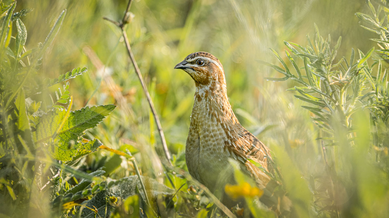 Foto - Türkiye’nin hazinesi! Ormanların sessiz misafirleri 