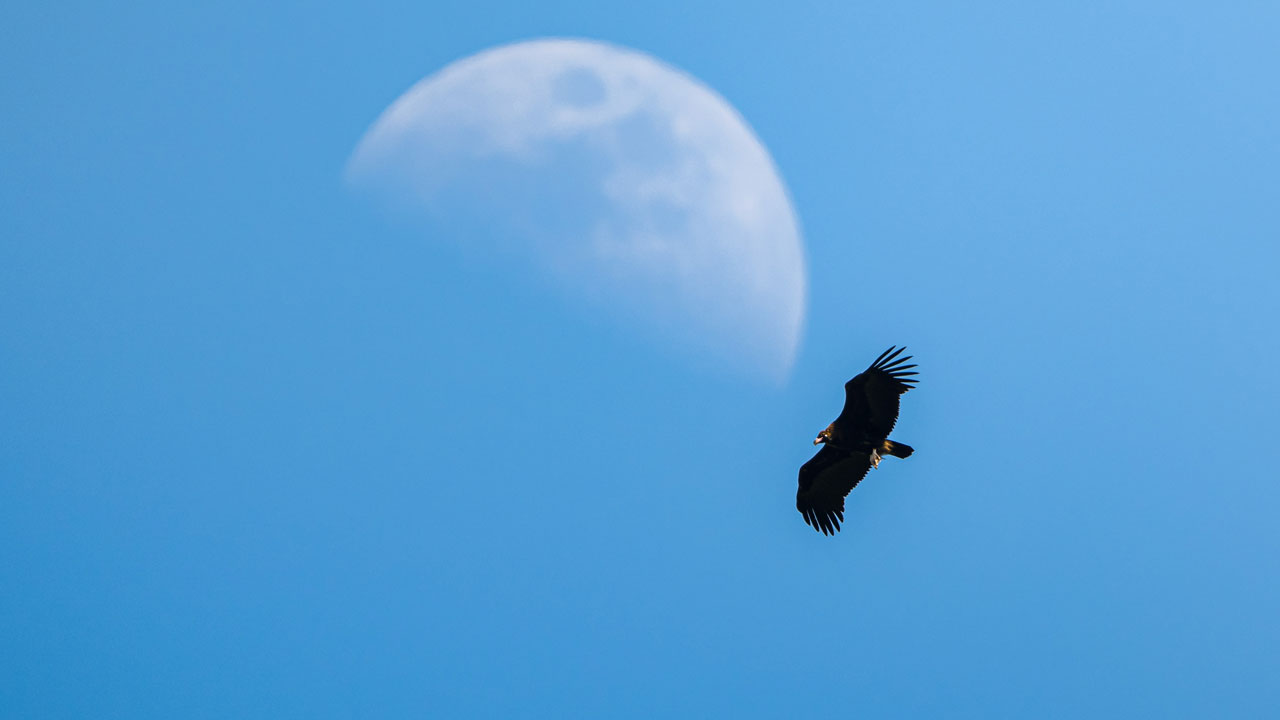 Foto - Türkiye’nin hazinesi! Ormanların sessiz misafirleri 