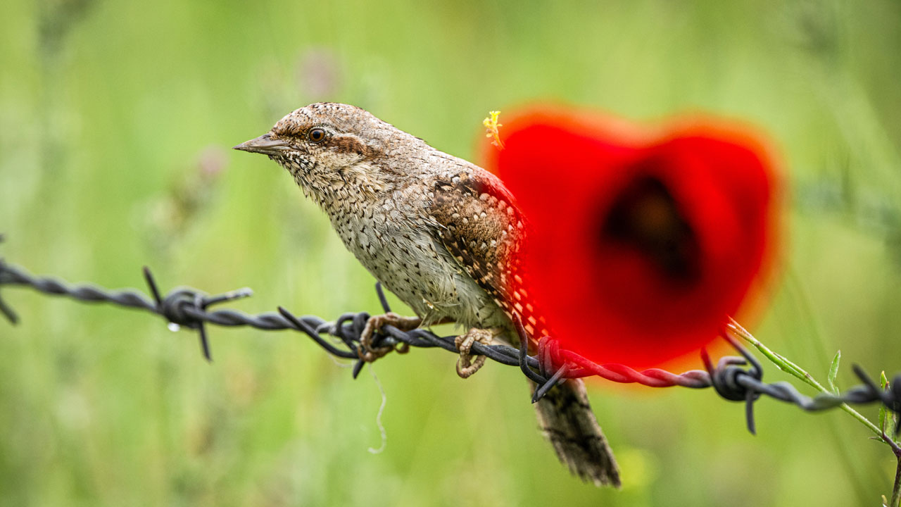 Foto - Türkiye’nin hazinesi! Ormanların sessiz misafirleri 