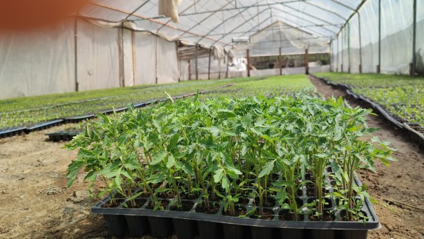 Foto - Türkiye’nin her bölgesinden alan var! Küçük bi̇r yerde başladı şi̇mdi̇ kargolara yeti̇şemi̇yor