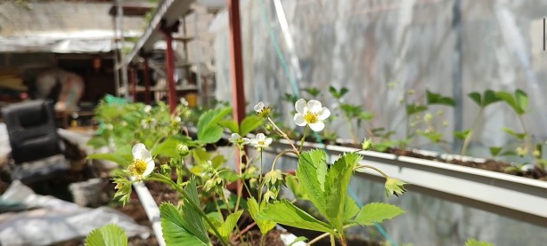 Foto - Türkiye’nin her bölgesinden alan var! Küçük bi̇r yerde başladı şi̇mdi̇ kargolara yeti̇şemi̇yor