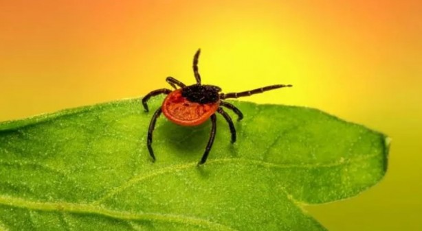 Foto - Türkiye'nin her yerinden ölüm haberleri geliyor! İşte keneden korunma yolları