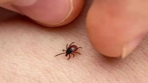 Foto - Türkiye'nin her yerinden ölüm haberleri geliyor! İşte keneden korunma yolları