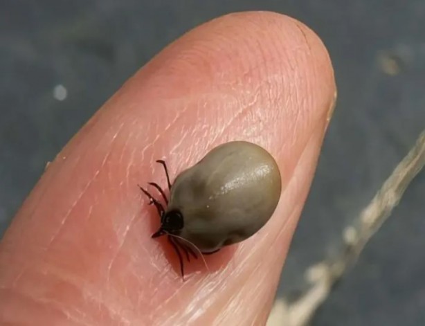 Foto - Türkiye'nin her yerinden ölüm haberleri geliyor! İşte keneden korunma yolları