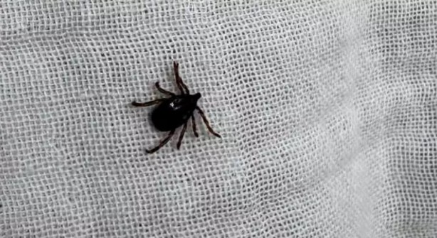 Foto - Türkiye'nin her yerinden ölüm haberleri geliyor! İşte keneden korunma yolları