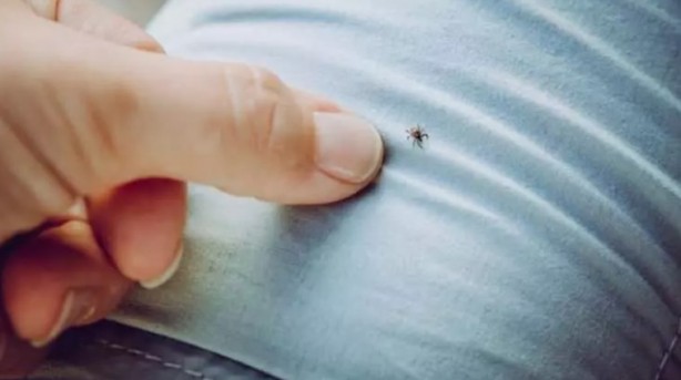 Foto - Türkiye'nin her yerinden ölüm haberleri geliyor! İşte keneden korunma yolları
