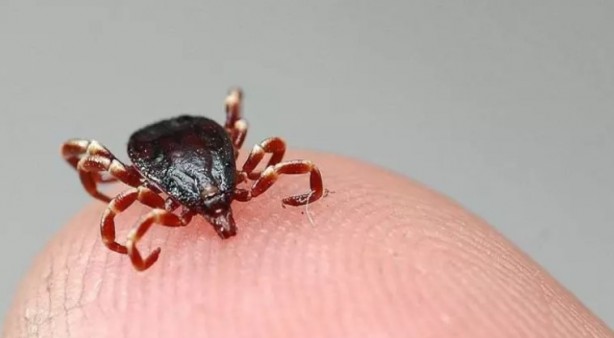 Foto - Türkiye'nin her yerinden ölüm haberleri geliyor! İşte keneden korunma yolları