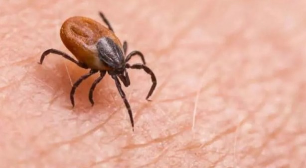 Foto - Türkiye'nin her yerinden ölüm haberleri geliyor! İşte keneden korunma yolları