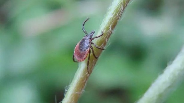 Foto - Türkiye'nin her yerinden ölüm haberleri geliyor! İşte keneden korunma yolları