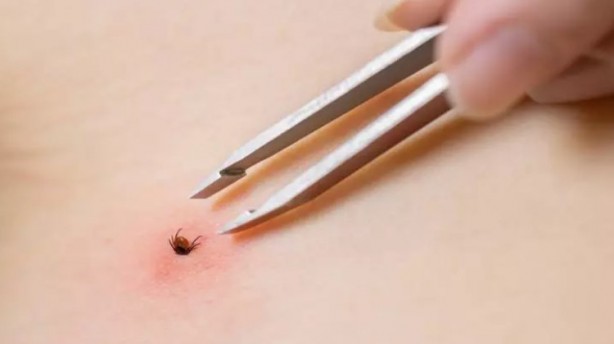 Foto - Türkiye'nin her yerinden ölüm haberleri geliyor! İşte keneden korunma yolları