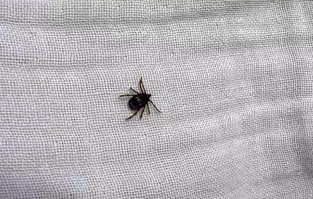 Foto - Türkiye'nin her yerinden ölüm haberleri geliyor! İşte keneden korunma yolları