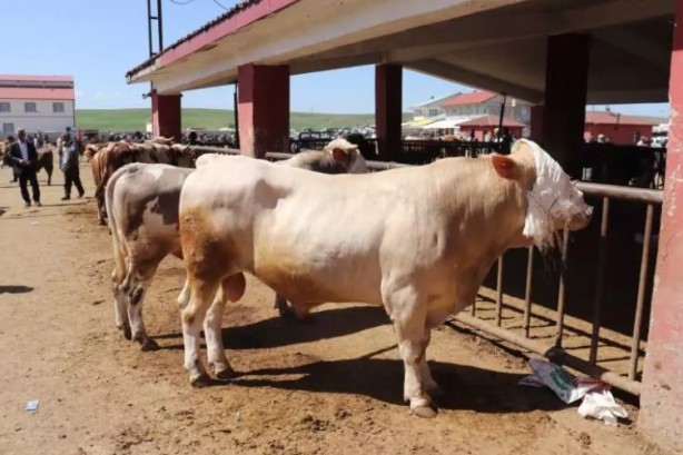 Foto - Türkiye'nin her yerinden ölüm haberleri geliyor! İşte keneden korunma yolları