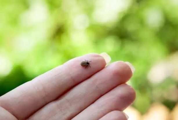 Foto - Türkiye'nin her yerinden ölüm haberleri geliyor! İşte keneden korunma yolları