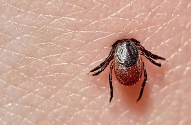 Foto - Türkiye'nin her yerinden ölüm haberleri geliyor! İşte keneden korunma yolları