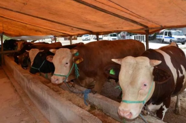 Foto - Türkiye'nin her yerinden ölüm haberleri geliyor! İşte keneden korunma yolları