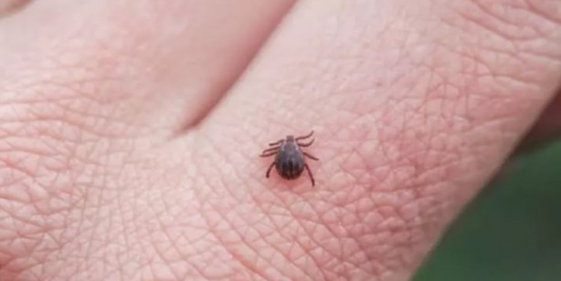 Foto - Türkiye'nin her yerinden ölüm haberleri geliyor! İşte keneden korunma yolları