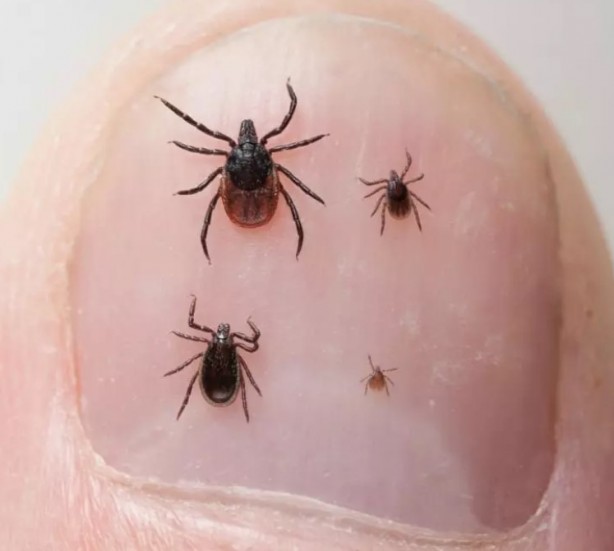 Foto - Türkiye'nin her yerinden ölüm haberleri geliyor! İşte keneden korunma yolları