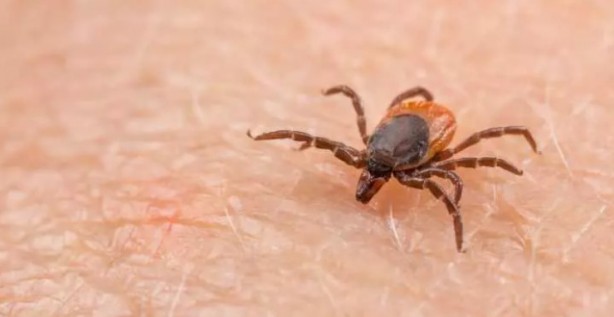 Foto - Türkiye'nin her yerinden ölüm haberleri geliyor! İşte keneden korunma yolları