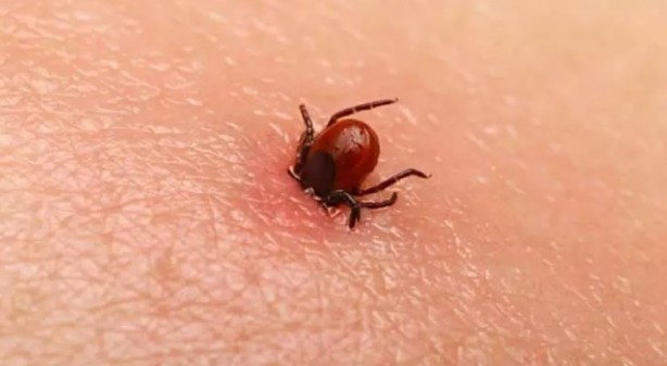 Foto - Türkiye'nin her yerinden ölüm haberleri geliyor! İşte keneden korunma yolları