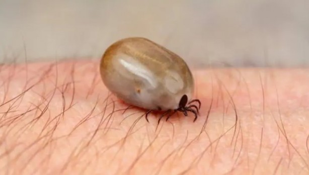Foto - Türkiye'nin her yerinden ölüm haberleri geliyor! İşte keneden korunma yolları