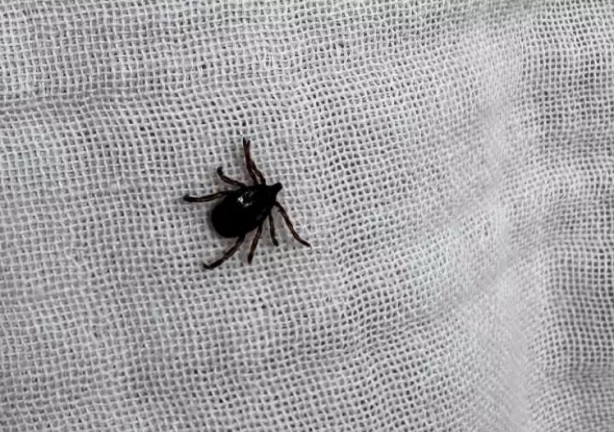 Foto - Türkiye'nin her yerinden ölüm haberleri geliyor! İşte keneden korunma yolları