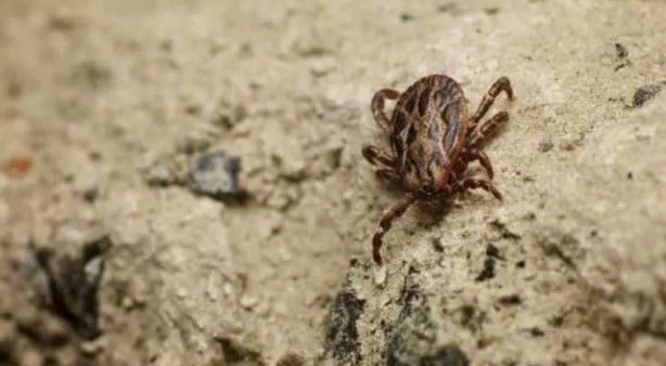 Foto - Türkiye'nin her yerinden ölüm haberleri geliyor! İşte keneden korunma yolları