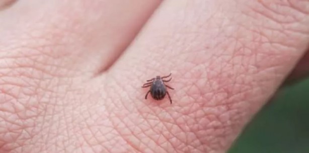 Foto - Türkiye'nin her yerinden ölüm haberleri geliyor! İşte keneden korunma yolları