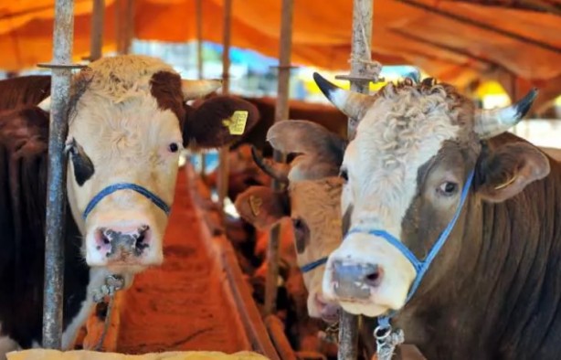 Foto - Türkiye'nin her yerinden ölüm haberleri geliyor! İşte keneden korunma yolları