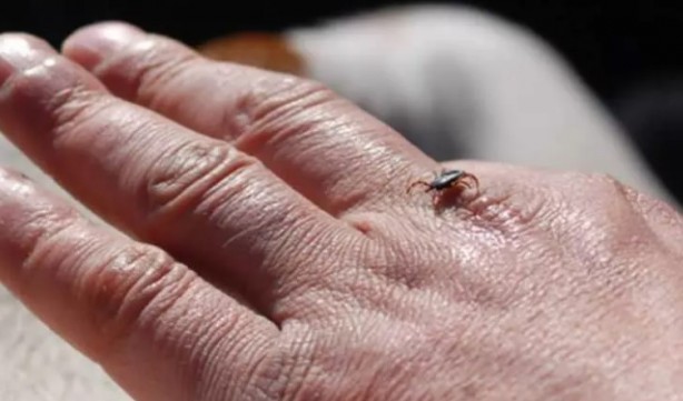 Foto - Türkiye'nin her yerinden ölüm haberleri geliyor! İşte keneden korunma yolları