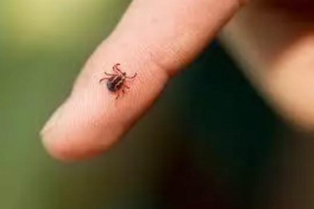 Foto - Türkiye'nin her yerinden ölüm haberleri geliyor! İşte keneden korunma yolları