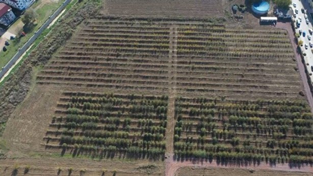 Foto - Türkiye’nin ilk 'meyve' temalı millet bahçesi!