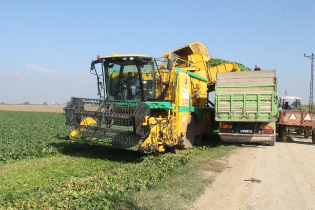 Foto - Türkiye’nin ıspanak ihtiyacının 4’te 1’ini bakın hangi şehir karşılıyor
