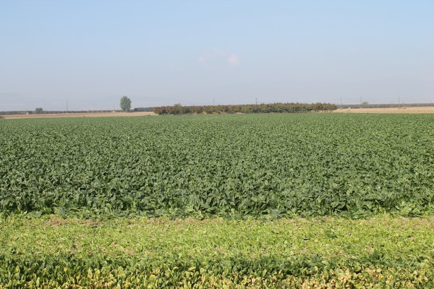 Foto - Türkiye’nin ıspanak ihtiyacının 4’te 1’ini bakın hangi şehir karşılıyor