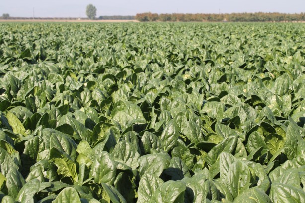 Foto - Türkiye’nin ıspanak ihtiyacının 4’te 1’ini bakın hangi şehir karşılıyor