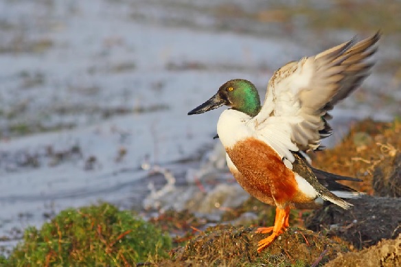 Türkiye’nin kalbi: Kızılırmak Deltası