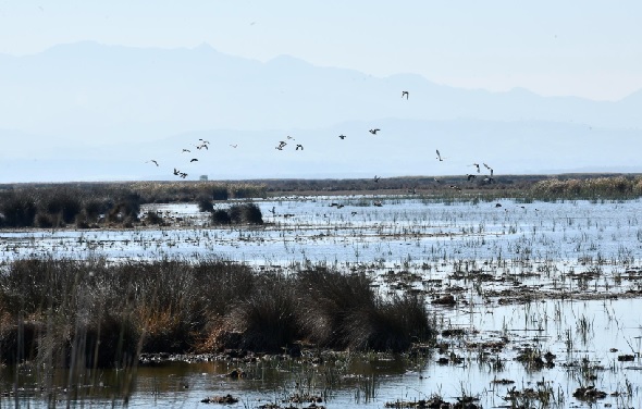 Foto - Türkiye’nin kalbi: Kızılırmak Deltası