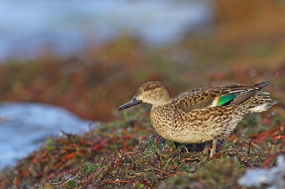Foto - Türkiye’nin kalbi: Kızılırmak Deltası