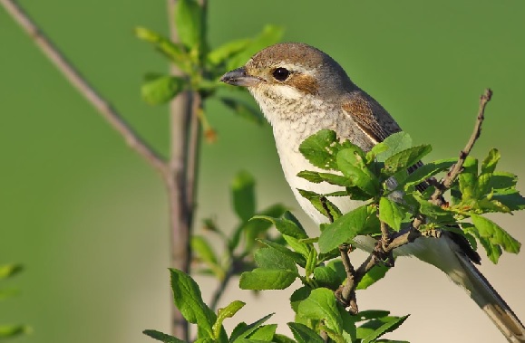 Foto - Türkiye’nin kalbi: Kızılırmak Deltası