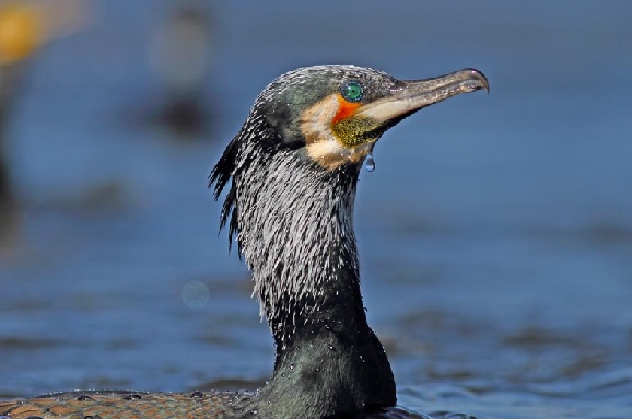Foto - Türkiye’nin kalbi: Kızılırmak Deltası
