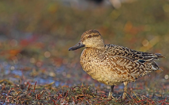 Foto - Türkiye’nin kalbi: Kızılırmak Deltası