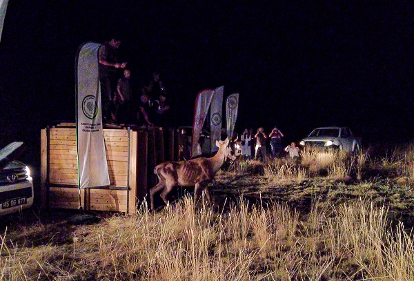 Foto - Türkiye’nin Maldivleri kızıl geyiklerine kavuştu