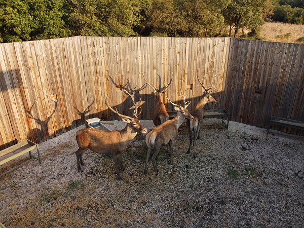 Türkiye’nin Maldivleri kızıl geyiklerine kavuştu