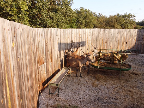 Foto - Türkiye’nin Maldivleri kızıl geyiklerine kavuştu