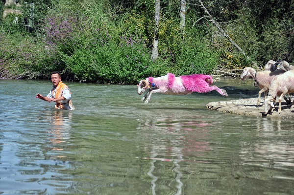 Foto - Türkiye'nin meşhur koyunları tüm dünyada konuşuluyor! Bu gelenek UNESCO’nun dergisine taşındı