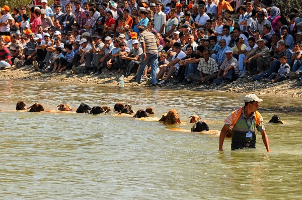Foto - Türkiye'nin meşhur koyunları tüm dünyada konuşuluyor! Bu gelenek UNESCO’nun dergisine taşındı
