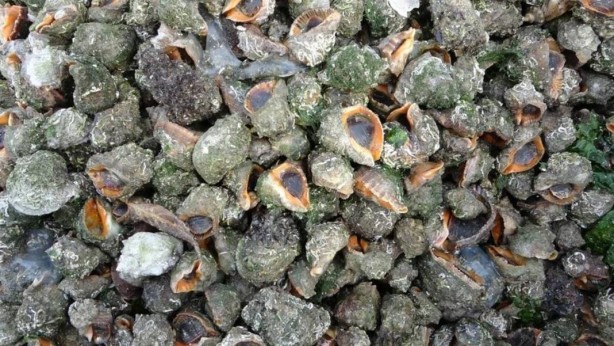 Foto - Türkiye’nin o bölgesinde deli gibi var! Avrupa ve Uzak Doğu'ya çılgınlar gibi satıyoruz! Bütün dünya, onun için kapımızda yatıyor