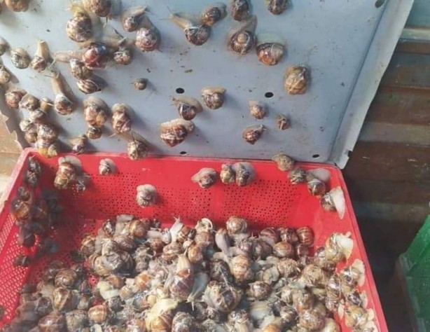Foto - Türkiye’nin o bölgesinde deli gibi var! Avrupa ve Uzak Doğu'ya çılgınlar gibi satıyoruz! Bütün dünya, onun için kapımızda yatıyor