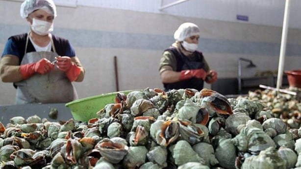 Foto - Türkiye’nin o bölgesinde deli gibi var! Avrupa ve Uzak Doğu'ya çılgınlar gibi satıyoruz! Bütün dünya, onun için kapımızda yatıyor